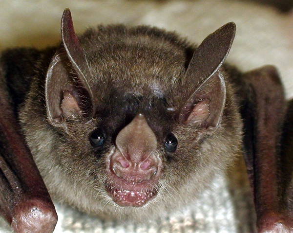 Теркин в зоопарке